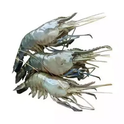 Fresh fish
