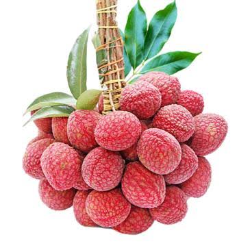লিচু