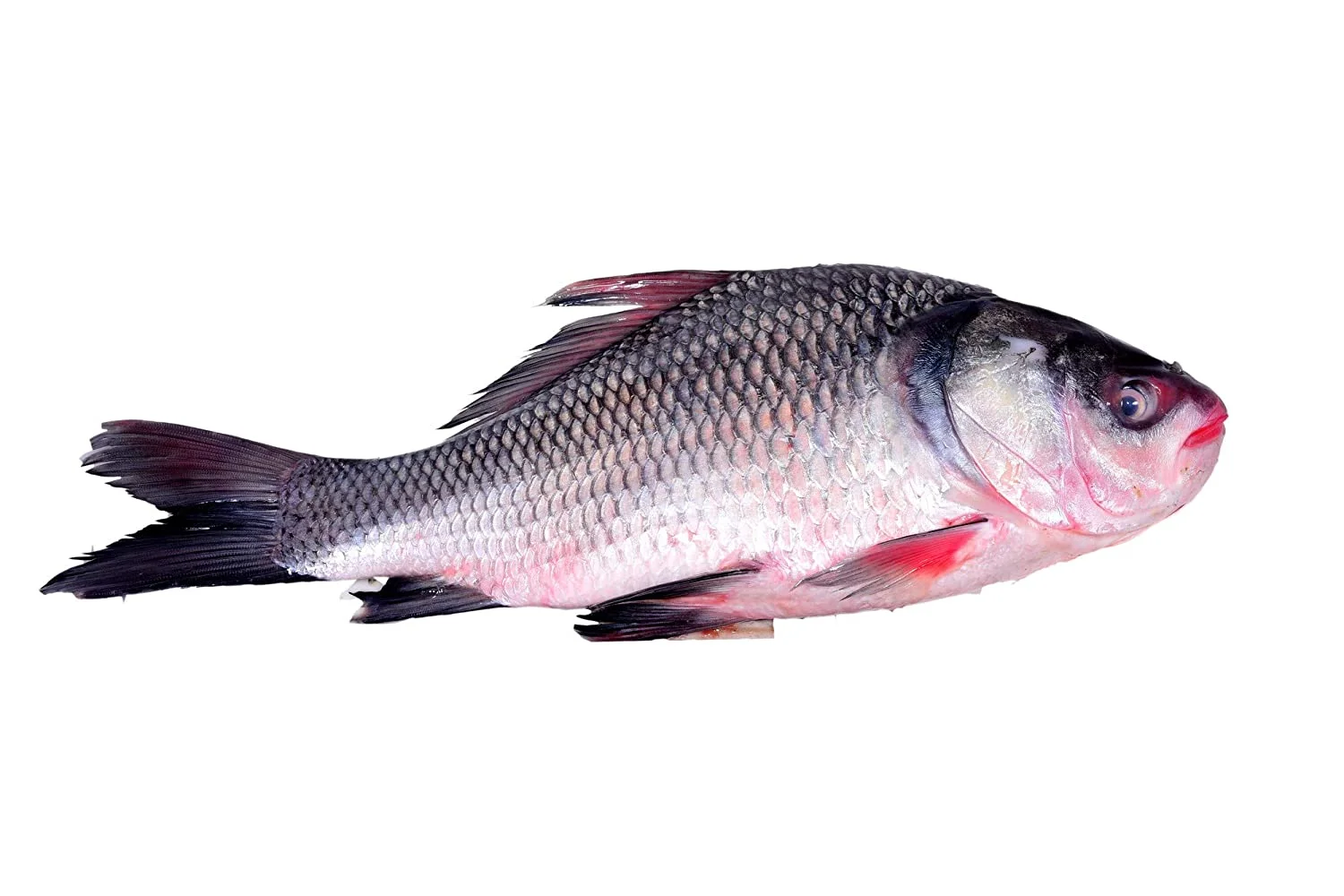 কাতলা