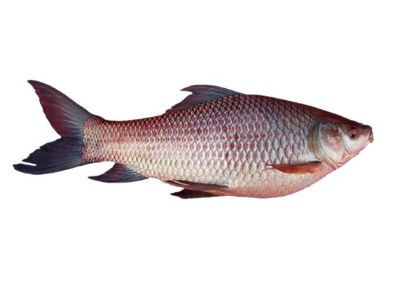 দেশি রুই