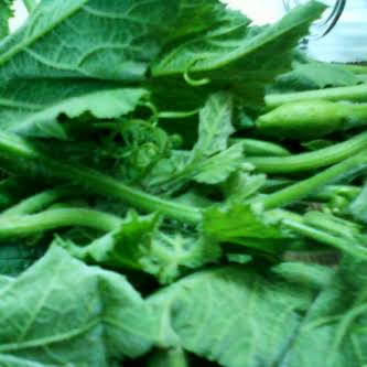 কুমড়া শাক