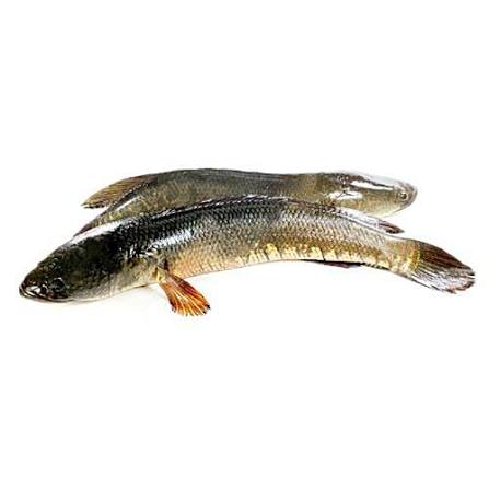 শোল