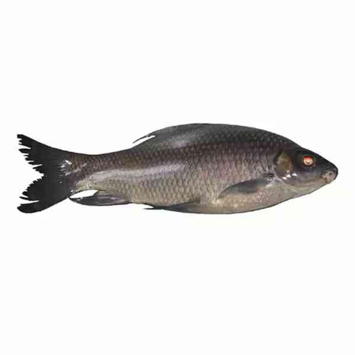 কালিবাউশ