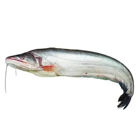 বোয়াল