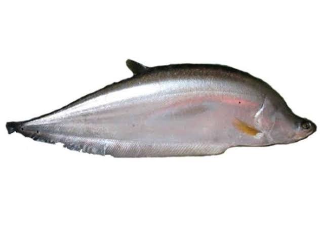 চিতল