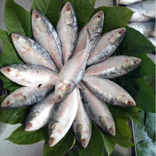 বড় ইলিশ মাছ (১–১.৫ কেজি)